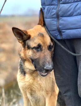 Dexter ist bereit für eine Familie - Gießen