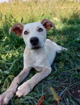 Welpendame Silvia - Rambin