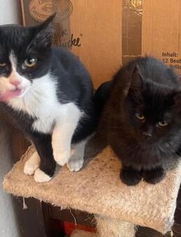 Blacky & Black-Whitey -Junges Kittenpaar - Bad Camberg