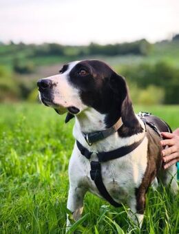 Brando sucht ein zu Hause - Oberhausen (Rheinland-Pfalz)