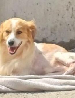 🐾❤ MARC DER TAPFERE SONNENSCHEIN (C) - Ludwigshafen (Rhein)