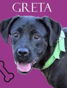 GRETA wartet schon lange - Gefrees