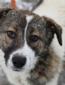 Kilia ist sehr verschmust und sanft! - Karben