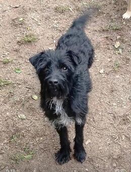 Unkomplizierter Hundebub Freddy - Laufen