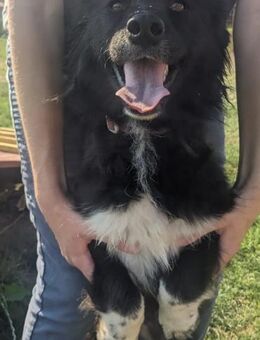 SOFIA - verspielt, trotzdem ruhig +sanft - Linden (Hessen)