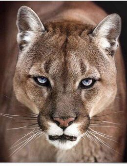 Reinders! Poster Puma Nahaufnahme, (1 St)