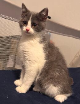 3 BKH Kitten sofort auszugsbereit - Marl (Nordrhein-Westfalen)
