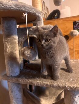 Britisch kurzhaar blau grau 2 Männchen zu verkauf - Bad Hersfeld