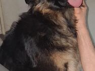 Kira Altdeusche Schäferhündin - Kassel