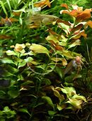 Bunte Ludwigie (Mesakana), Wasserpflanze, Versand/ Abholung in 53894