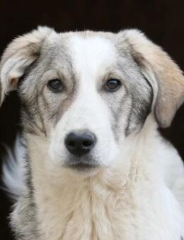 neugieriger aber schüchterner Helmi - Kallmünz