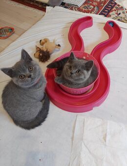 Süße BKH Katzen Babys - Bad Harzburg