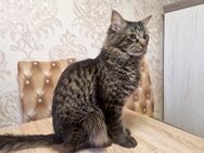 Maine Coon Kater - Nienburg (Weser)