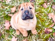 Shar Pei Welpen Rüden - Burgkunstadt