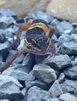 Leopardgecko Mädels - Bottrop