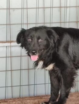 LENNOX sucht das Glück - Weiterstadt