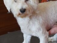 Tobias ❤️ Schutzgebühr 500 Euro - Burgsinn