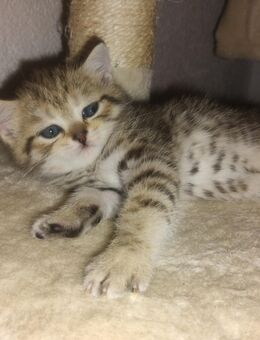 BKH Kitten - Lahr (Schwarzwald)