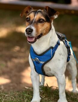 Minnie sucht Jack Russel Liebhaber - Lübeck