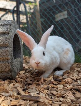 Deutscher Riese Hase Kaninchen Stallhasen - Neuhausen (Fildern)