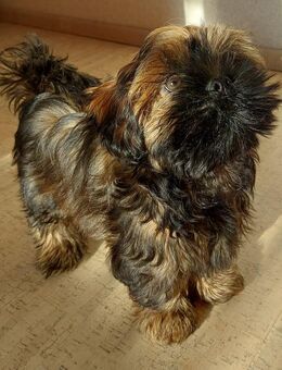 Shih Tzu/Bolonka Welpen - Westerkappeln