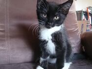 Zwei Mix Kittens suchen neues Zuhause - Gornhausen