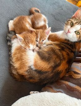 Babykatzen - Pfullingen