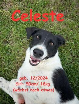 Celeste - die Entdeckerin - Rinteln