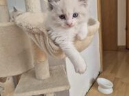 Reinrassiger Ragdoll-Kater (13 Wochen) sucht ein liebevolles Zuhause - Ginsheim-Gustavsburg