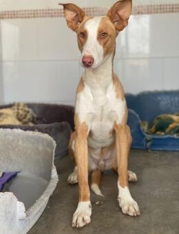 Socks, der gestiefelte Podenco - Geilenkirchen