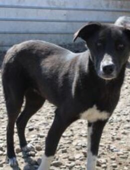 Honey möchte dein Leben versüßen - Celle