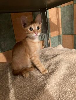 🦁Goldiger Babykater Enzo🦁 - Eislingen (Fils)