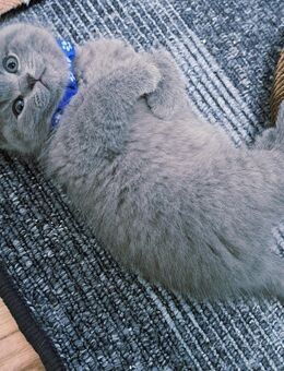 Bkh kitten reinrassige kurzhaar. - Osnabrück