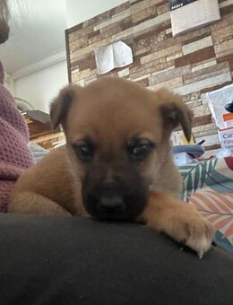 Coral, zum Erfrieren ausgesetzt - Steinhagen (Nordrhein-Westfalen)