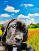 Wir haben schöne, gesunde + kräftige Cane Corso Welpen in 8702