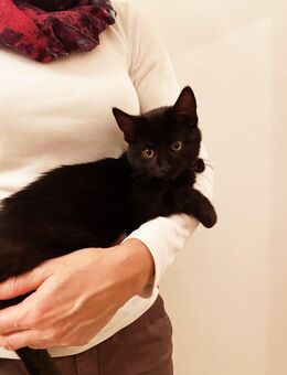 Sehr zutrauliches Kätzchen/Katze abzugeben - Rottenburg (Laaber)