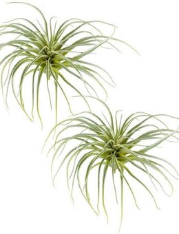 Kunstzweig Tillandsie, Creativ green, Höhe 20 cm, mit zahlreichen Sukkulentenblättern