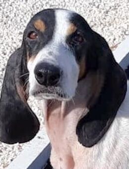 Evi -braucht einfühlsame Menschen- - Oldenburg