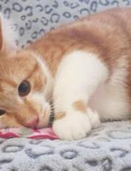 Garfield - Schönheit sucht Familie - München