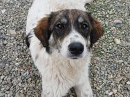 💖 Lola mit viel Herz💖 - Eislingen (Fils)