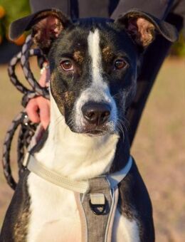 Lufy wurde nicht gut behandelt - Laatzen