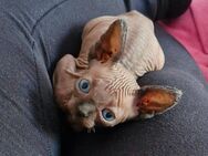 Canadian sphynx Mädchen - Bielefeld Schildesche