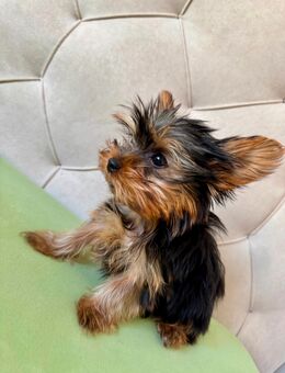 💛 Yorkshire-Terrier-Welpen suchen liebevolles Zuhause 💛 - Leipzig