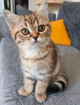 Britisch Lang und Kurzhaar 🐈‍⬛ Abgabe ab sofort! - Berlin