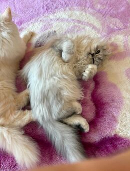 Perser Mix Katze - Hannover Ricklingen