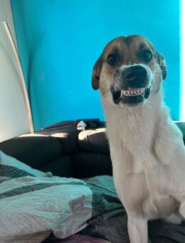 Hund abzugeben - Lünen