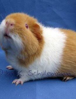 Rent-a-Cavia / Leihmeerschweinchen / Meerschweinchen auf Zeit - Solingen (Klingenstadt)