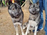 2 Siberian Husky Schwestern 14 Monate alt - Düren