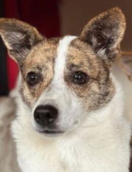 Riley Sanft, unsicher, liebenswert - Kallmünz