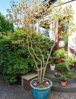 DHH mit großem Garten, Tiefgarage und Platz zum Schrauben! - Königslutter (Elm)